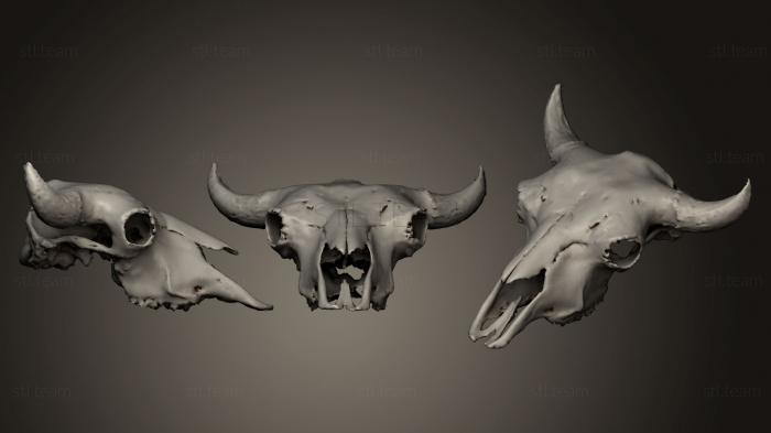 3D model Bison Skull (STL)